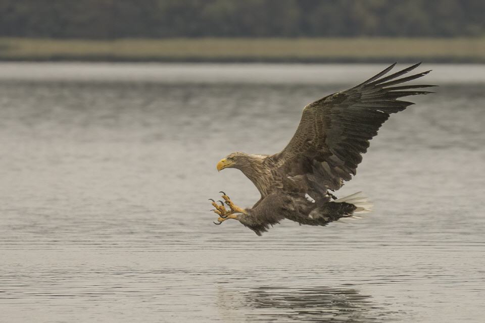 Seeadler