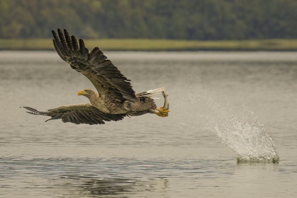 Seeadler