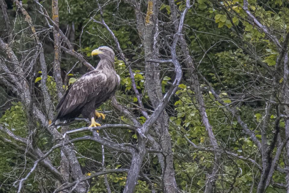 Seeadler