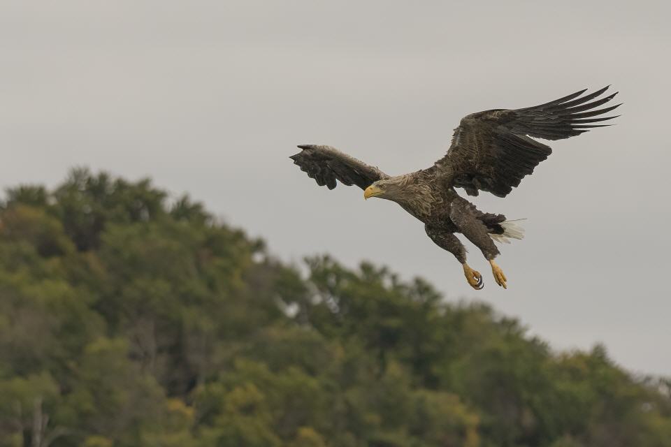 Seeadler