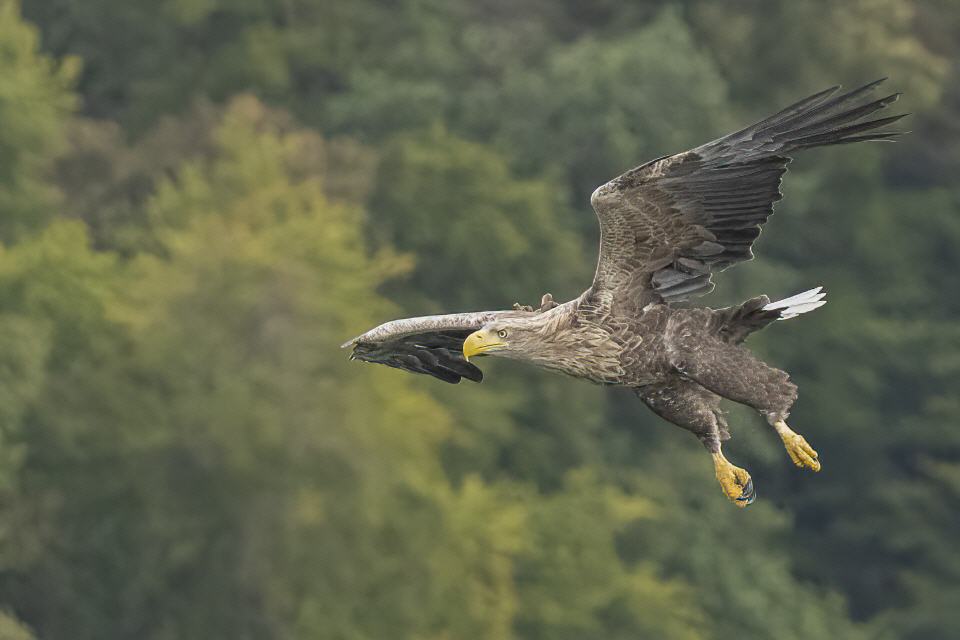 Seeadler
