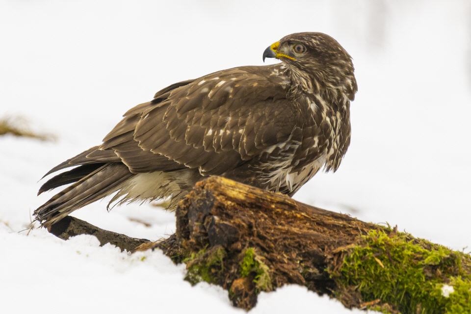 Mäusebussard