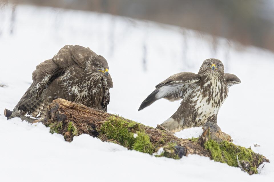 Mäusebussard