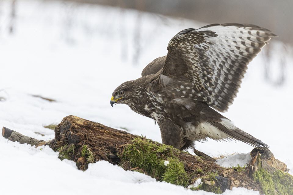 Mäusebussard
