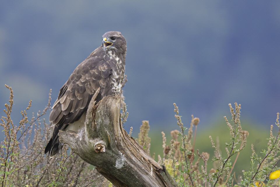 Mäusebussard