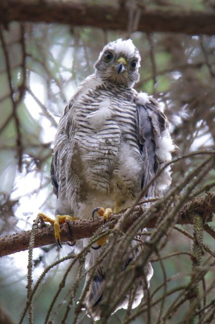 Sperber Jungvogel