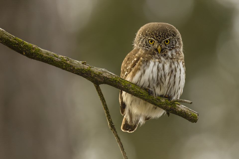 Sperlingskauz