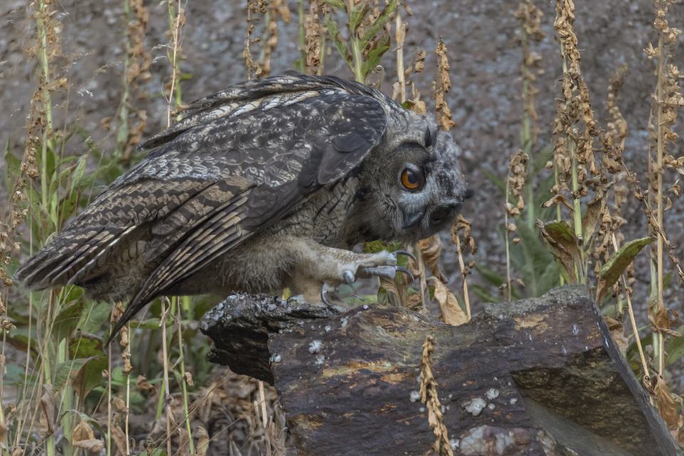 Uhu Jungvogel