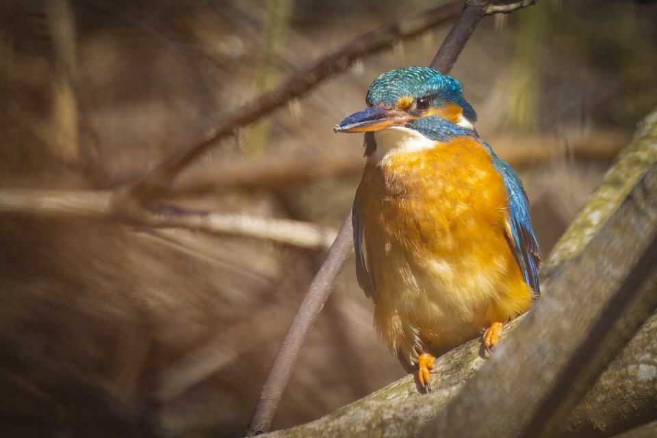 Eisvogel (Alcedo atthis) 