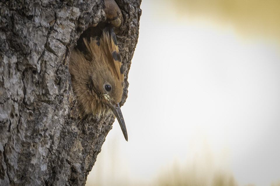 Wiedehopf -Jungvogel-