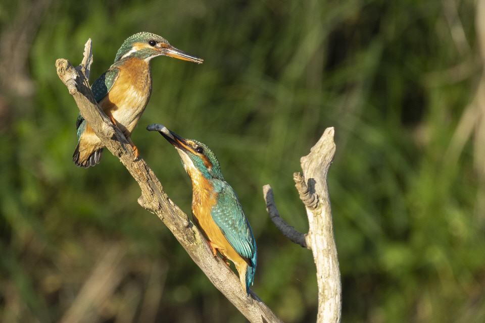 Eisvogel (Alcedo atthis) 