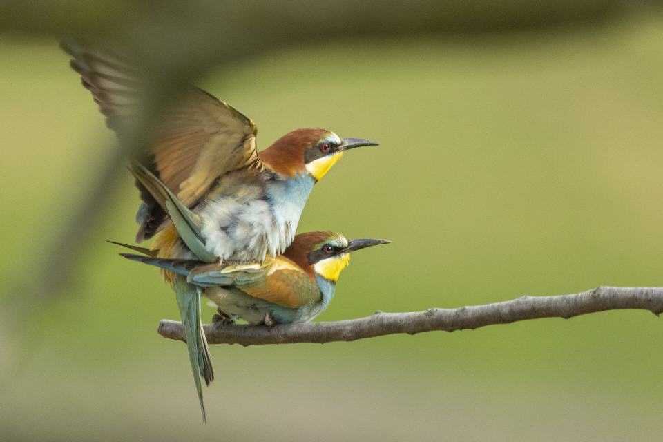 Bienenfresser -Paarung-