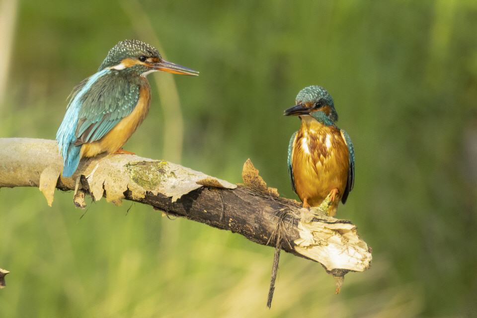 Eisvogel (Alcedo atthis) 