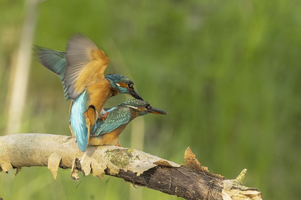 Eisvogel (Alcedo atthis) 