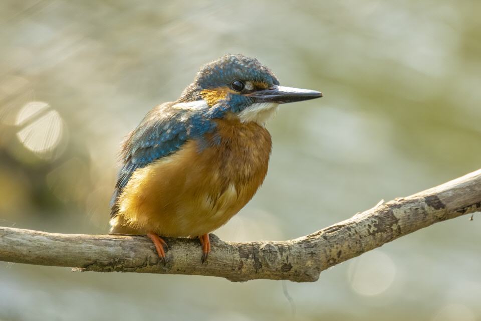 Eisvogel (Alcedo atthis) 
