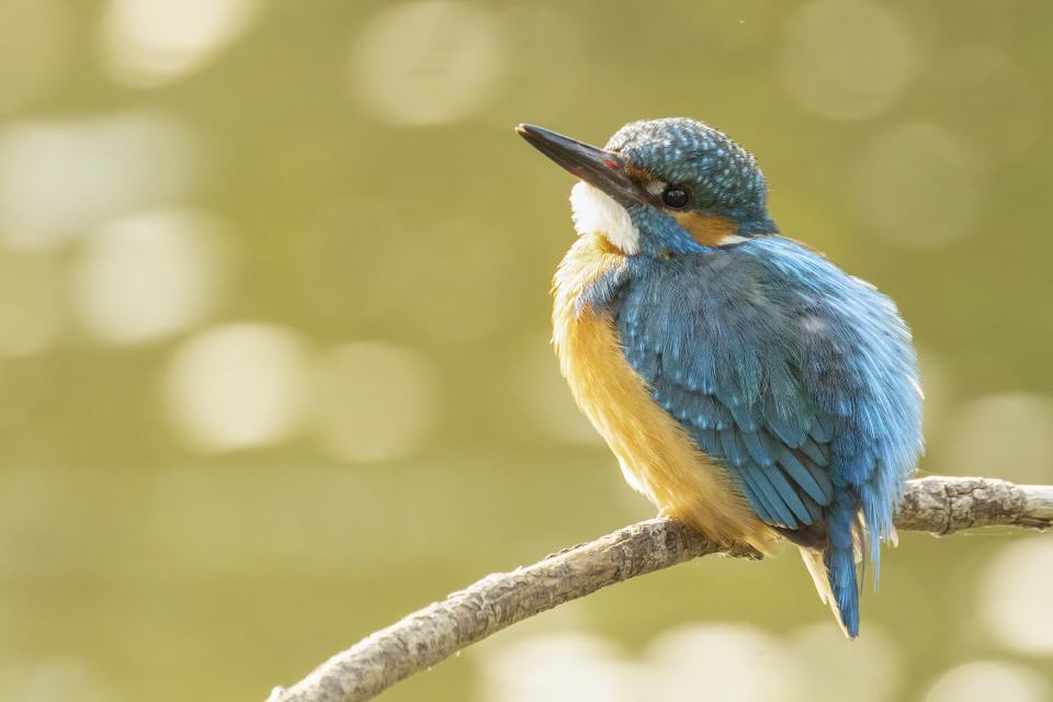 Eisvogel (Alcedo atthis) 