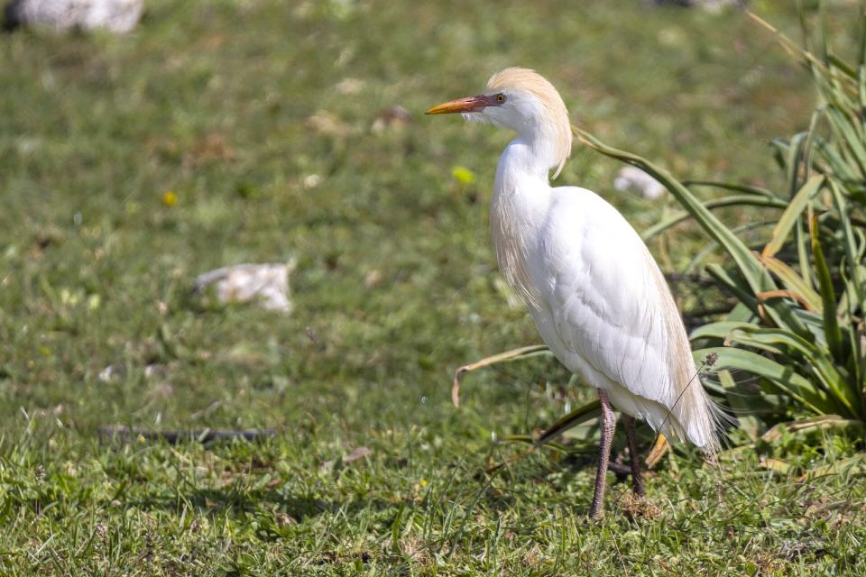 Kuhreiher (Bubulcus ibis)