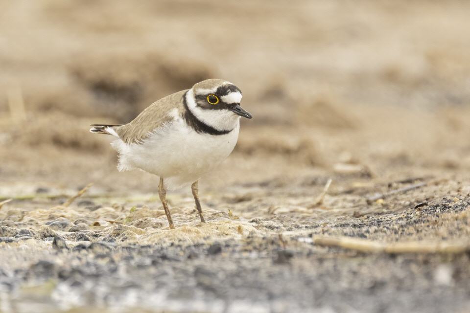 Flussregenpfeifer (Charadrius dubius)