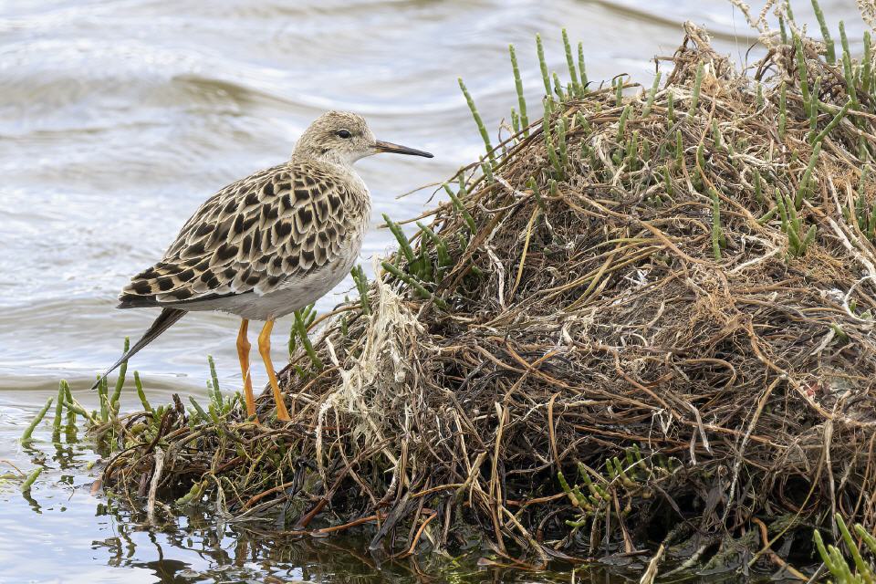  Kampfläufer (Calidris pugnax)