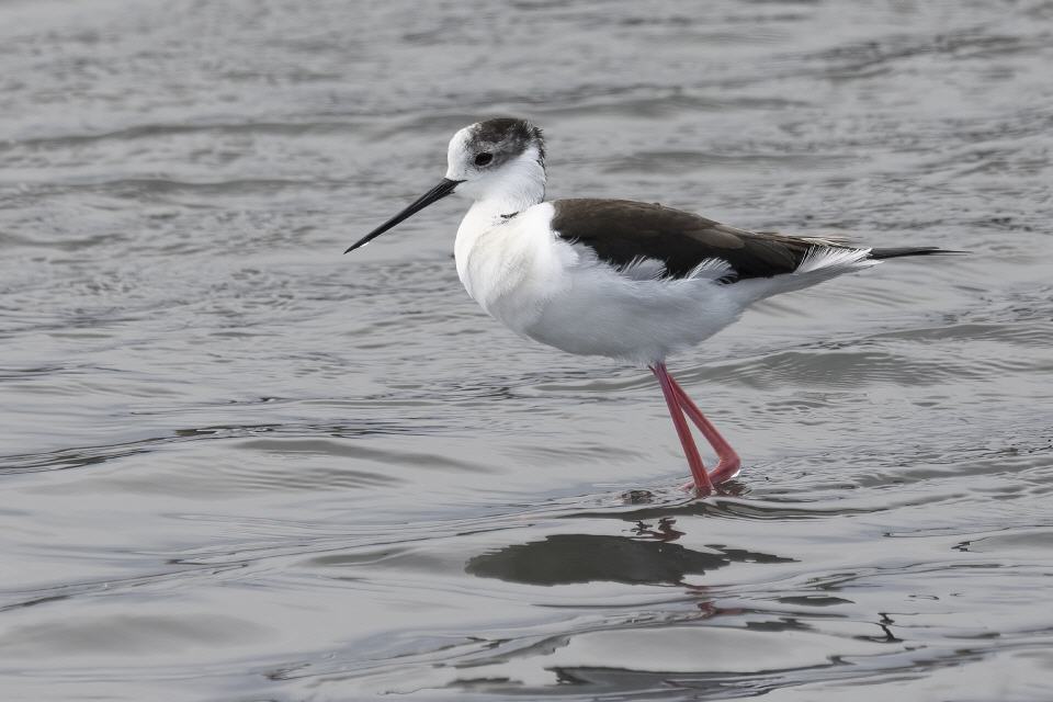Stelzenläufer (Himantopus himantopus)