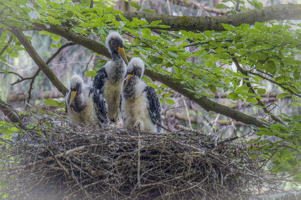 Schwarzstorchjungvögel im Horst
