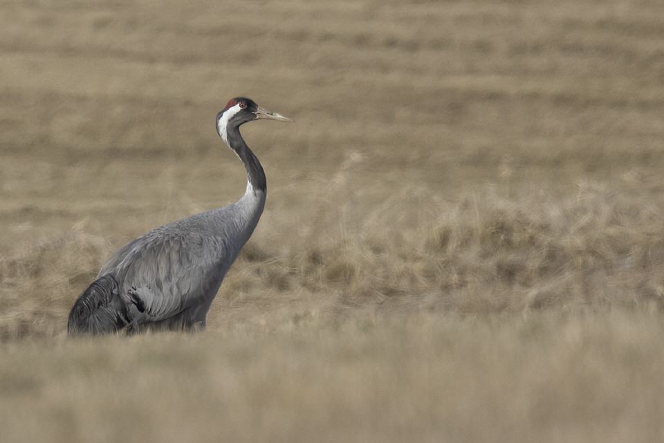 Kranich (Grus grus)
