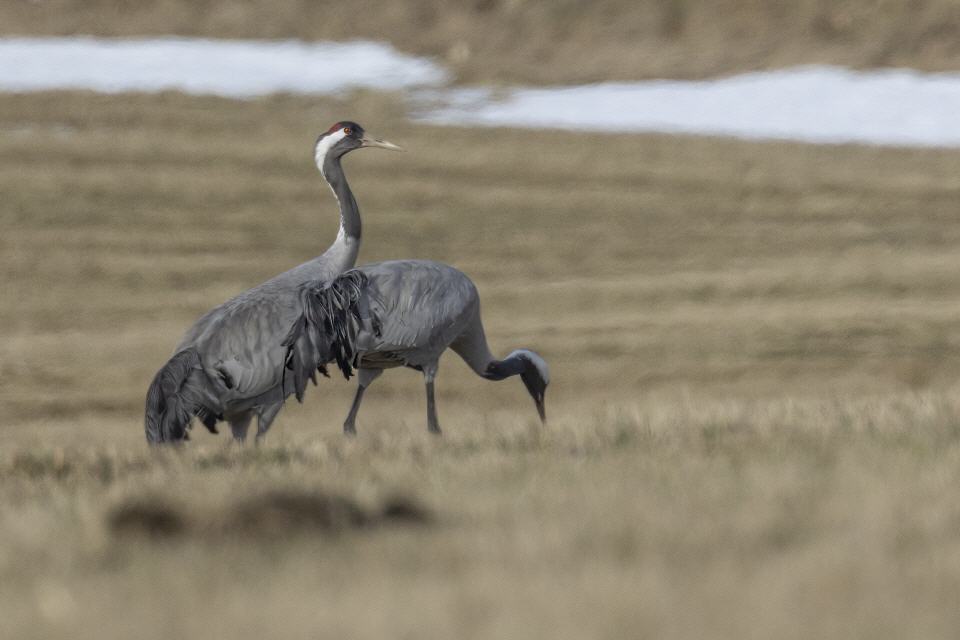 Kranich (Grus grus)