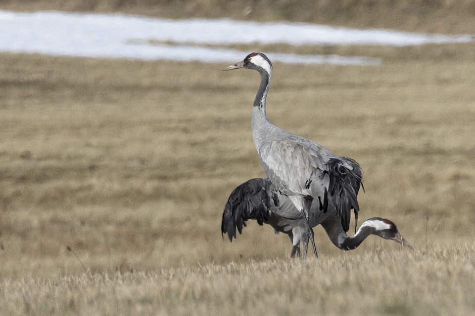 Kranich (Grus grus)