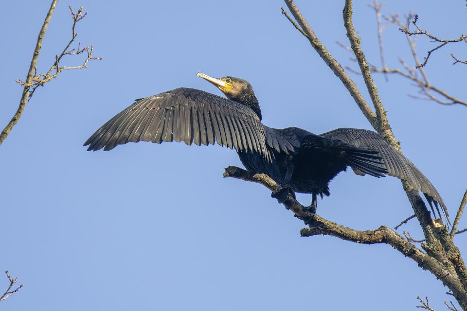 Kormoran