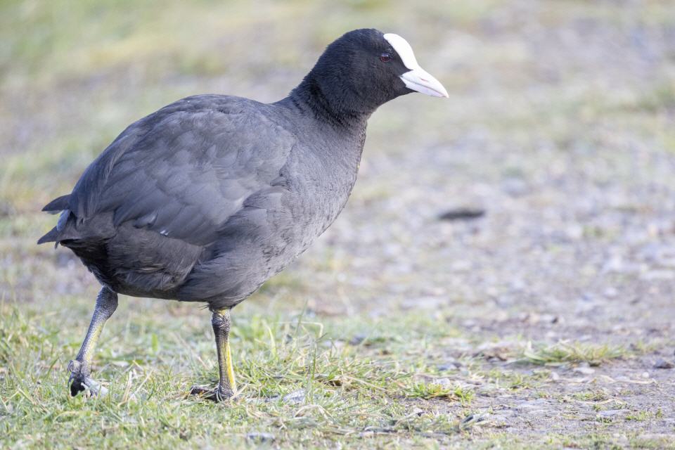 Blässhuhn