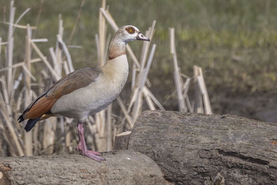 Nilgans (Alopochen aegyptiacus)
