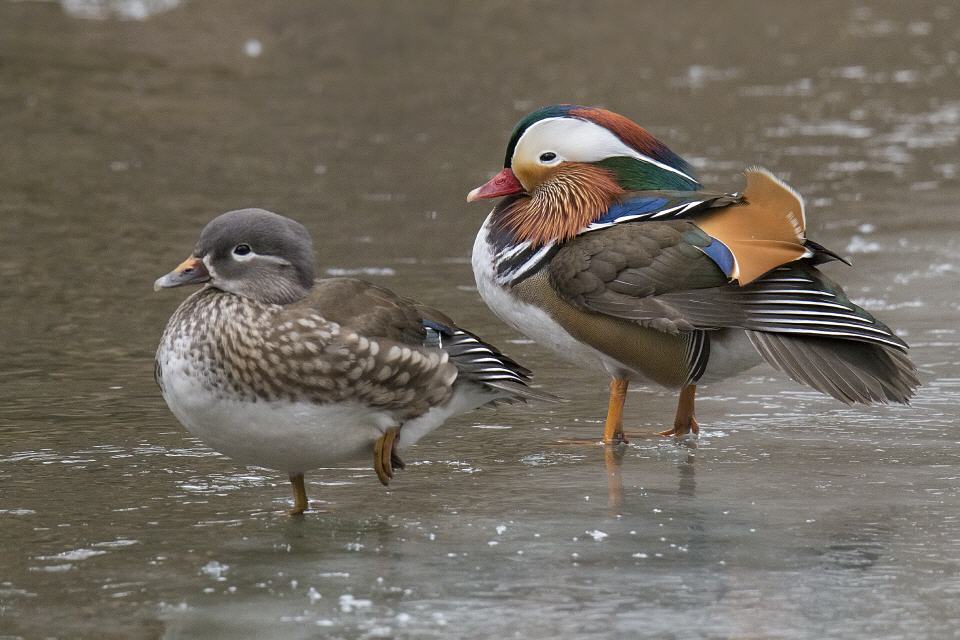 Mandarinentenpaar