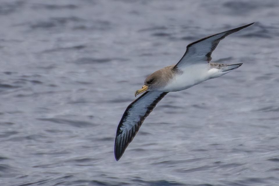 Gelbschnabelsturmtaucher (Madeira)