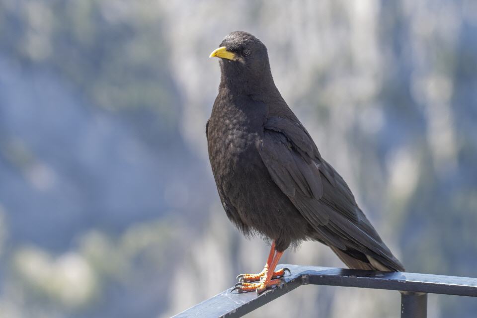 Alpendohle