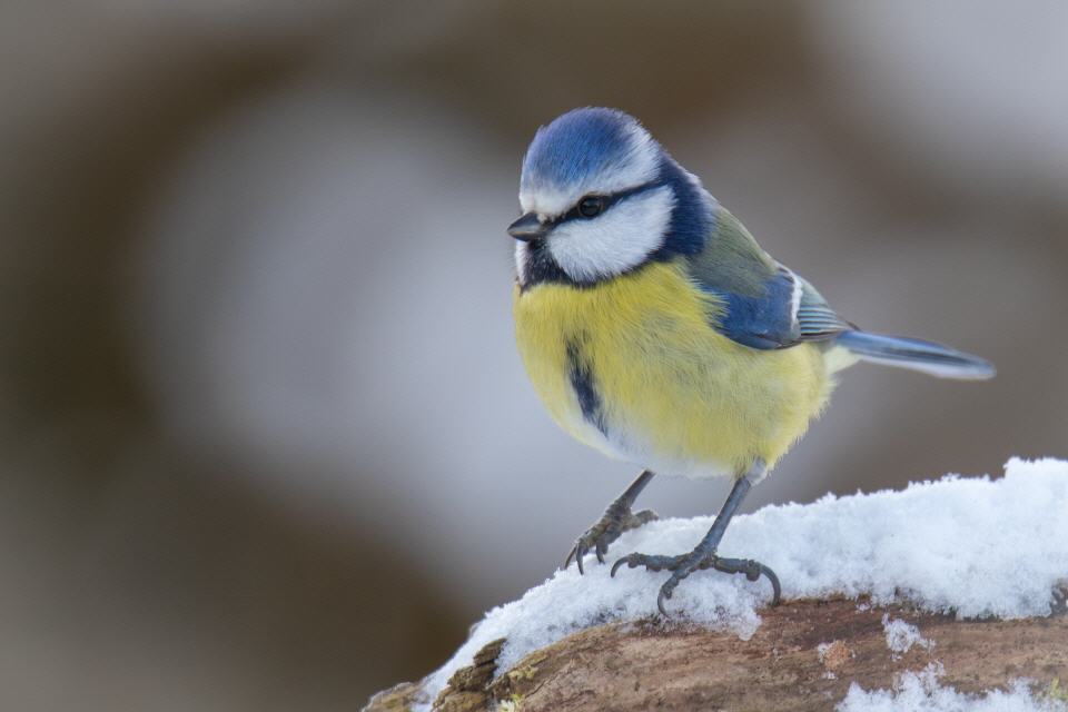 Blaumeise