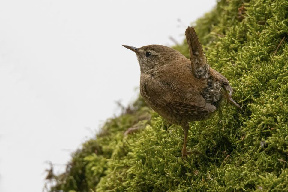 Zaunkönig