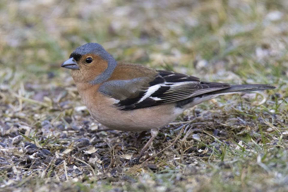 Buchfink (männl.)