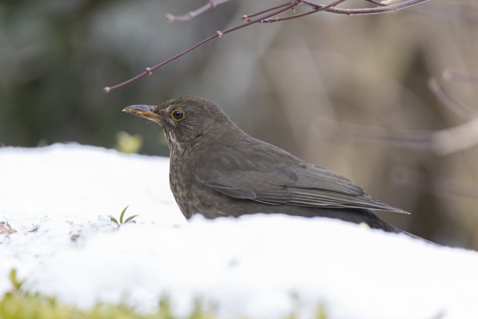 Amsel