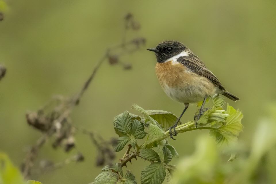 Schwarzkehlchen (Saxicola rubicola)