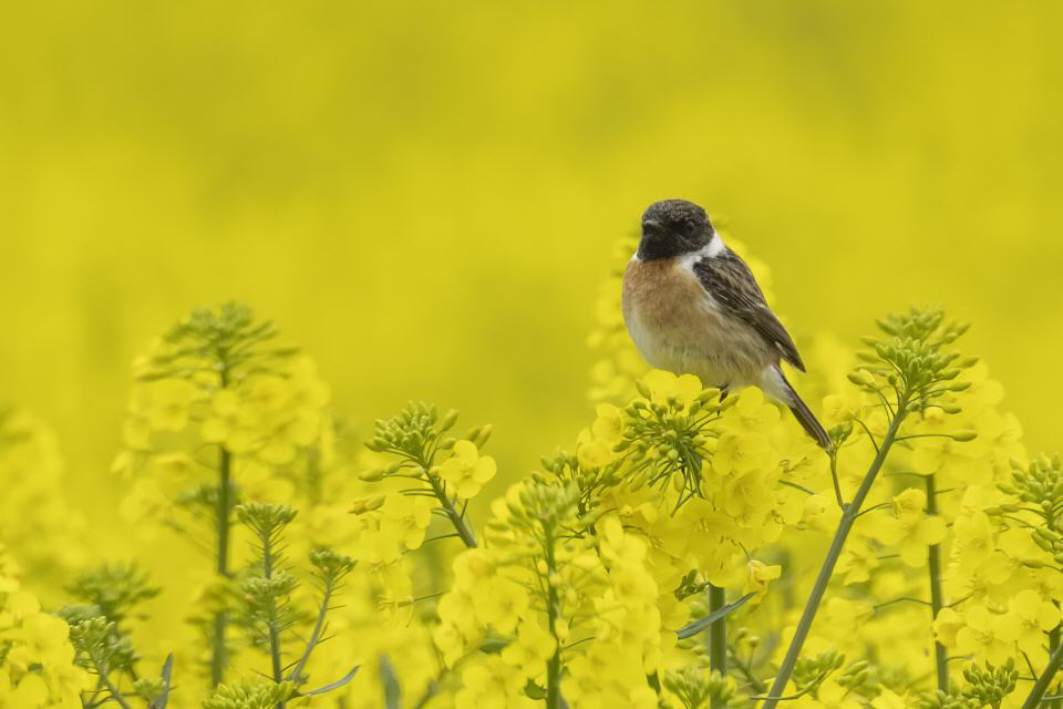 Schwarzkehlchen (Saxicola rubicola)