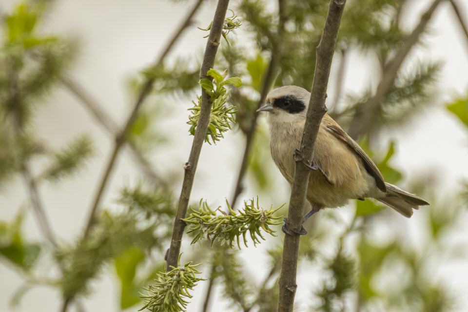 Beutelmeise (Remiz pendulinus)