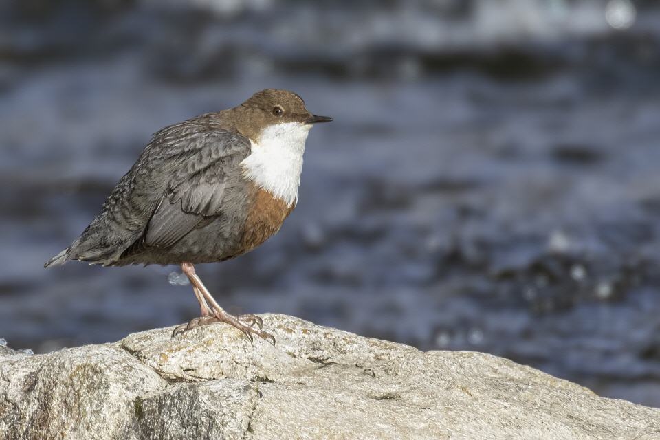 Wasseramsel