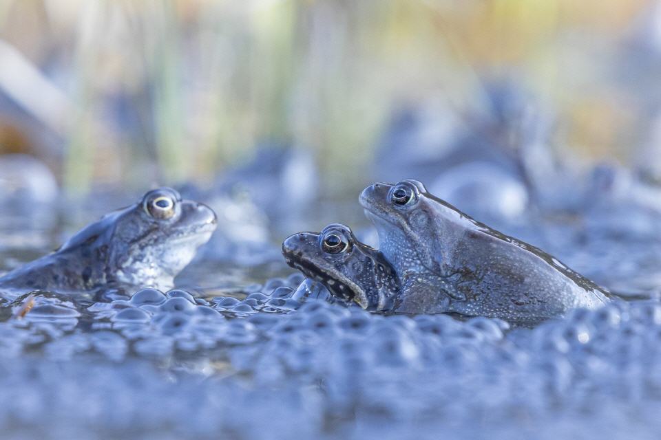 Moorfrosch