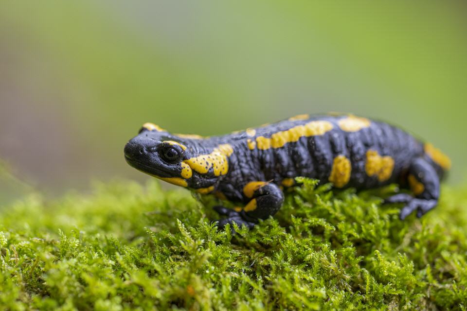 Feuersalamander