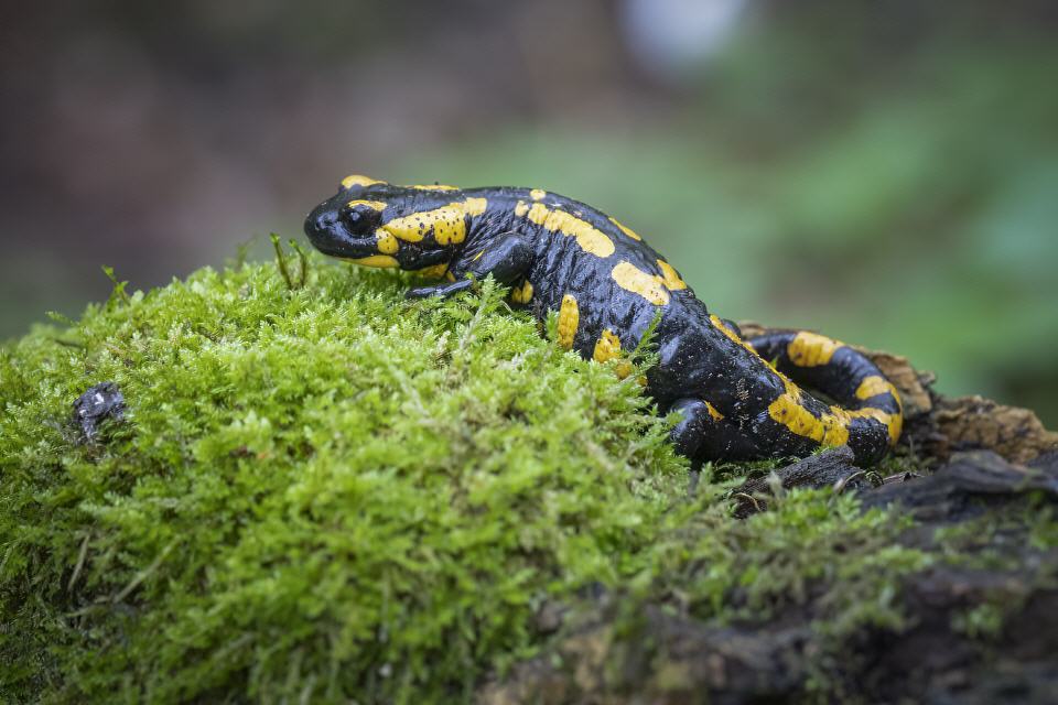 Feuersalamander