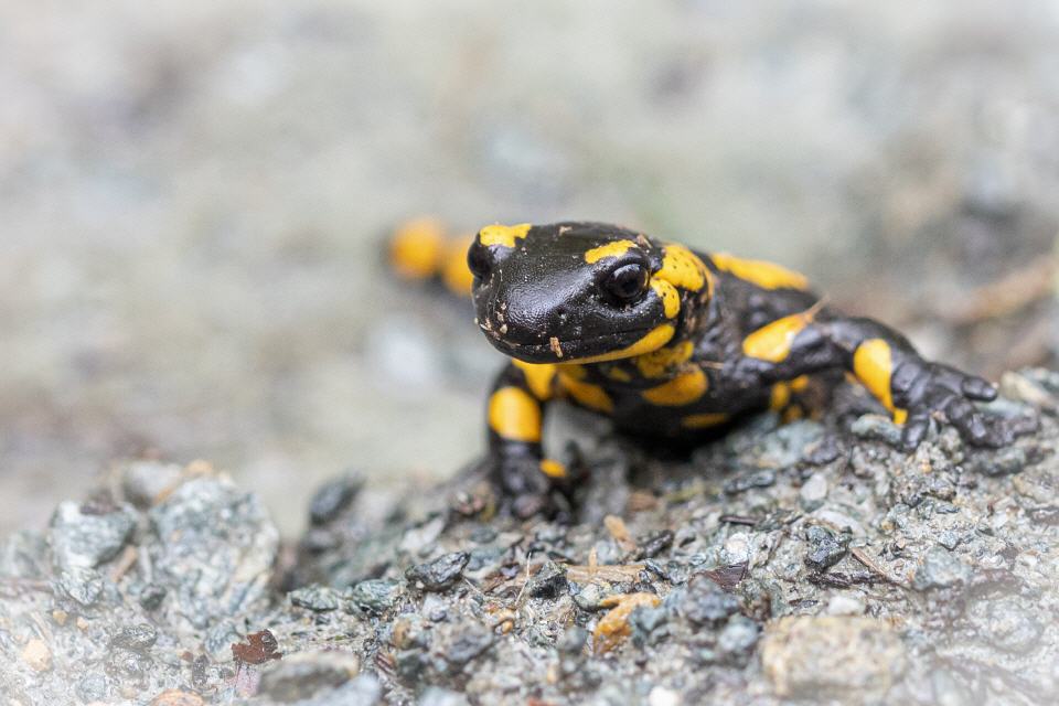 Feuersalamander