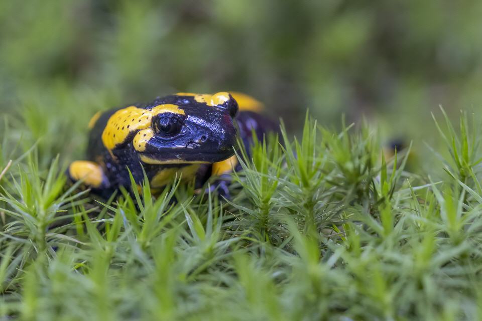 Feuersalamander