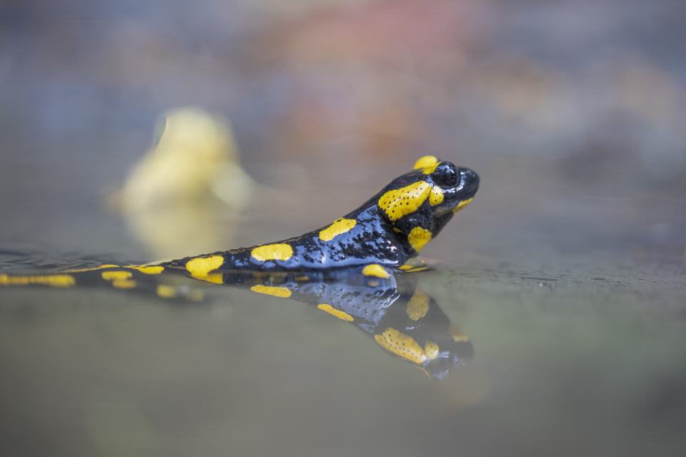 Feuersalamander