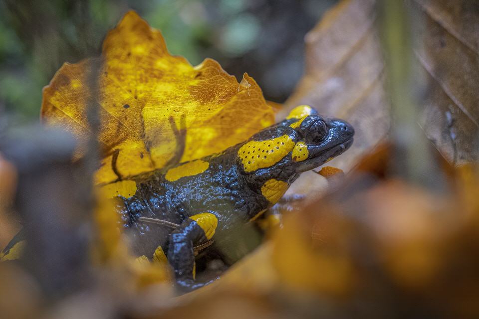 Feuersalamander