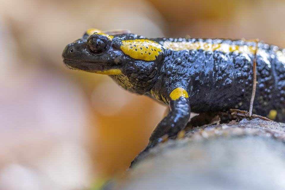 Feuersalamander